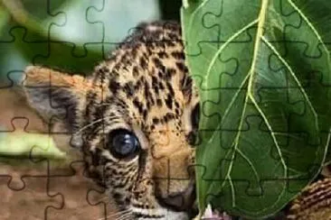 ASOMA LEOPARDITO jigsaw puzzle