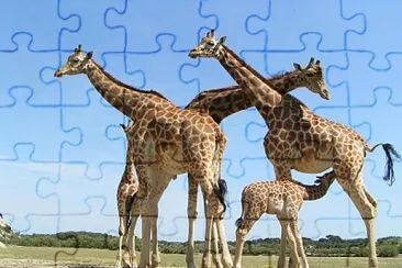 girafe jigsaw puzzle