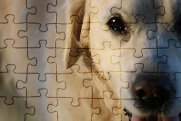 Jess the Golden Retriever Sees you! jigsaw puzzle