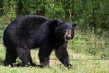 Black Bear, Nova Scotia