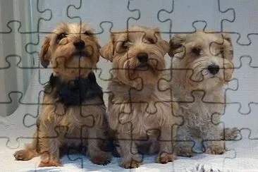 Luca terrier