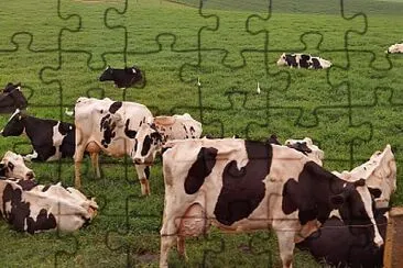 Vacas Leiteras