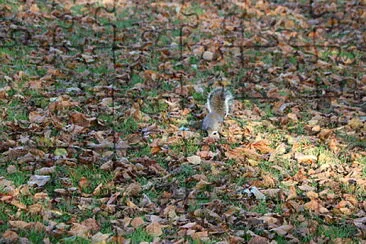 Squirrel in Hyde Park, London, UK