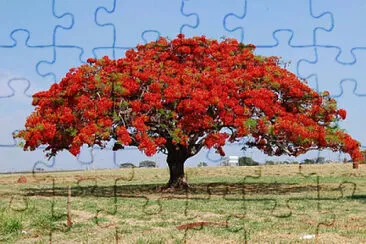 fuloduano jigsaw puzzle