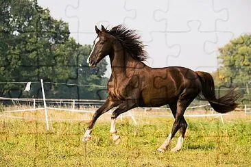 American saddlebred