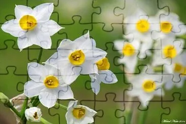 × ×¨×§×™×¡ jigsaw puzzle