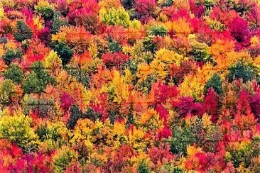 autumn#244 jigsaw puzzle