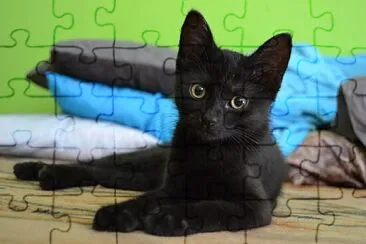 a cute kitty :D jigsaw puzzle