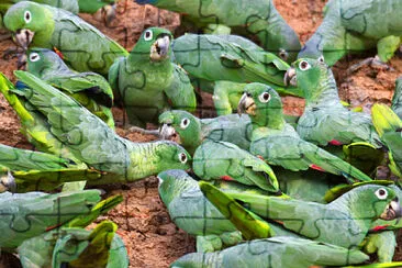 CuÃ¡ntos loros hay