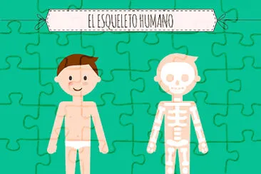 esqueleto humano