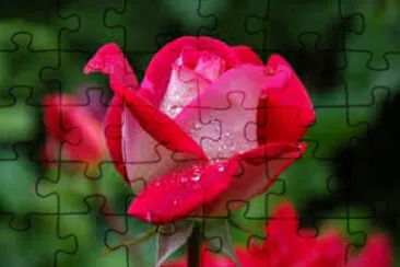 OK jigsaw puzzle