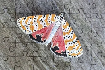 Colorful Moth jigsaw puzzle