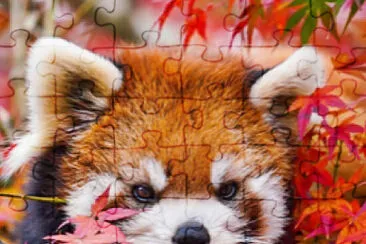 פאזל של Red Panda