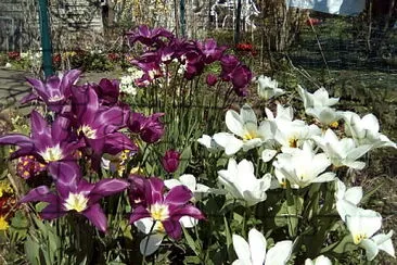 פאזל של tulipes