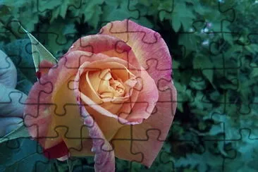 rose jigsaw puzzle