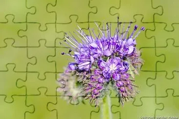 FLORIA jigsaw puzzle