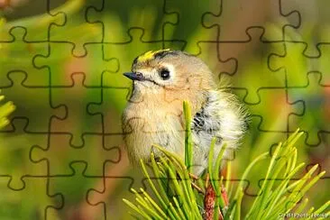 oiseau jigsaw puzzle