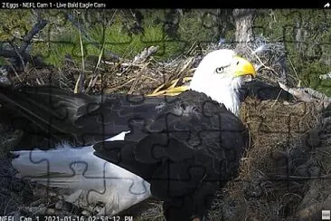 Eagle Cam