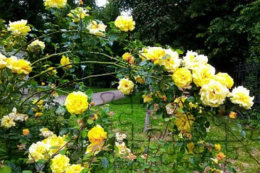 Flowers Yellow Rose / Blumen