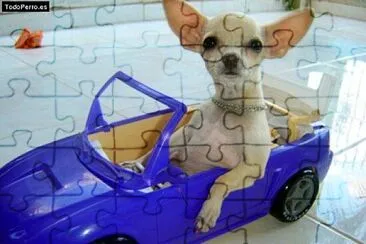 mi ciguagua jigsaw puzzle