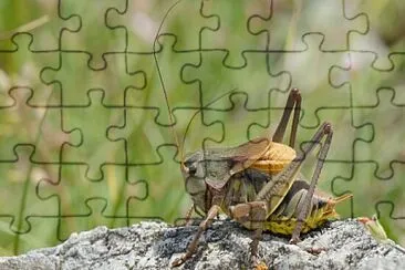 Grillo dell 'anatolia jigsaw puzzle