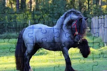 פאזל של Gypsy Vanner