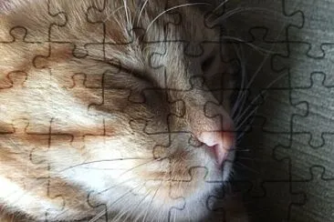 Cat jigsaw puzzle