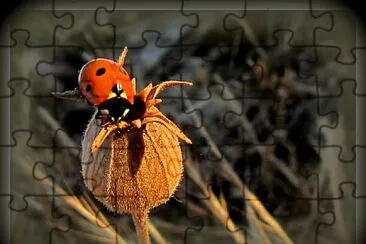 Coccinelle jigsaw puzzle