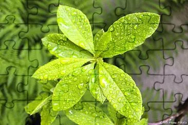 planta jigsaw puzzle