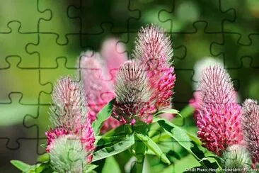 bouquet jigsaw puzzle