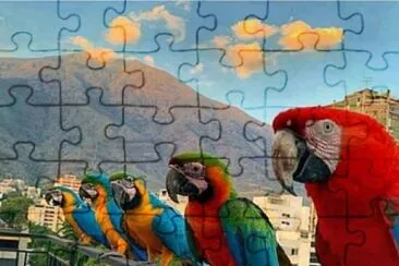 guacamayas jigsaw puzzle