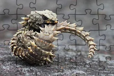 LAGARTO jigsaw puzzle