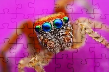  jigsaw puzzle