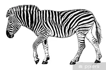 Zebra jigsaw puzzle