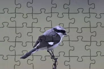 Grey backen fiscal jigsaw puzzle