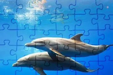 Delfines jigsaw puzzle