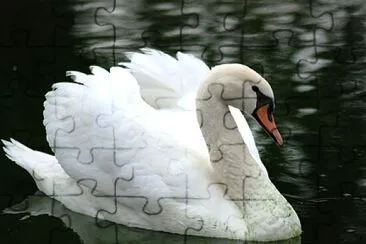 Cisne jigsaw puzzle