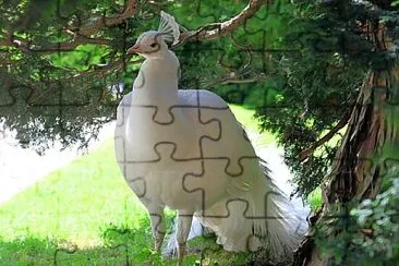 Pavo jigsaw puzzle