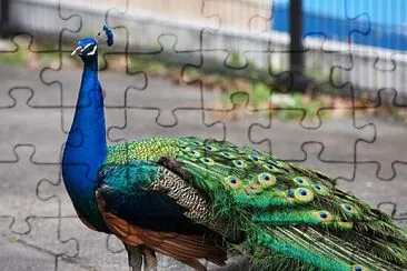 Pavo Real jigsaw puzzle