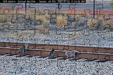 Tucson,AZ/USA 3-cats on the rails!