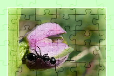 Fourmi sur orchidée sauvage jigsaw puzzle