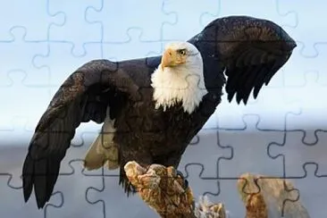 Aguila jigsaw puzzle