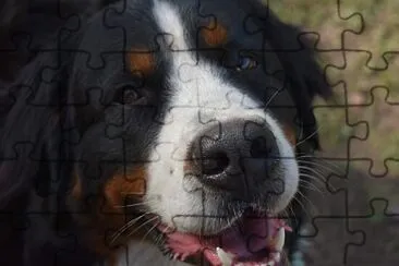 PERRO NEGRO jigsaw puzzle