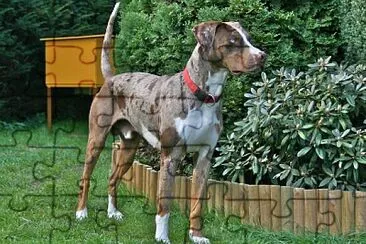 Catahoula leopard