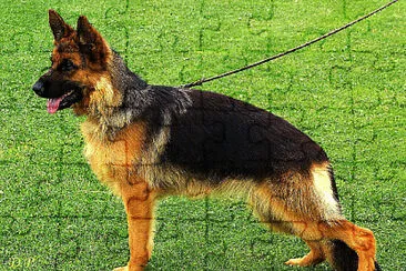 German shepher