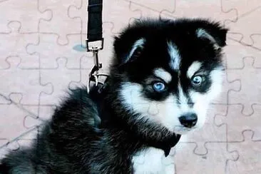 Baby husky