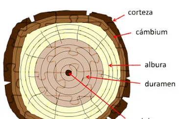 Estructura Madera 2 jigsaw puzzle