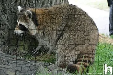 Raccoons.Nova Scotia