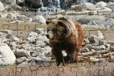 Grizzly Bear,  Canada jigsaw puzzle