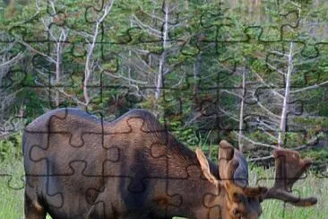 Nova Scotia Moose